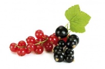 Черна или красная смородина - Лиофилизированные фрукты